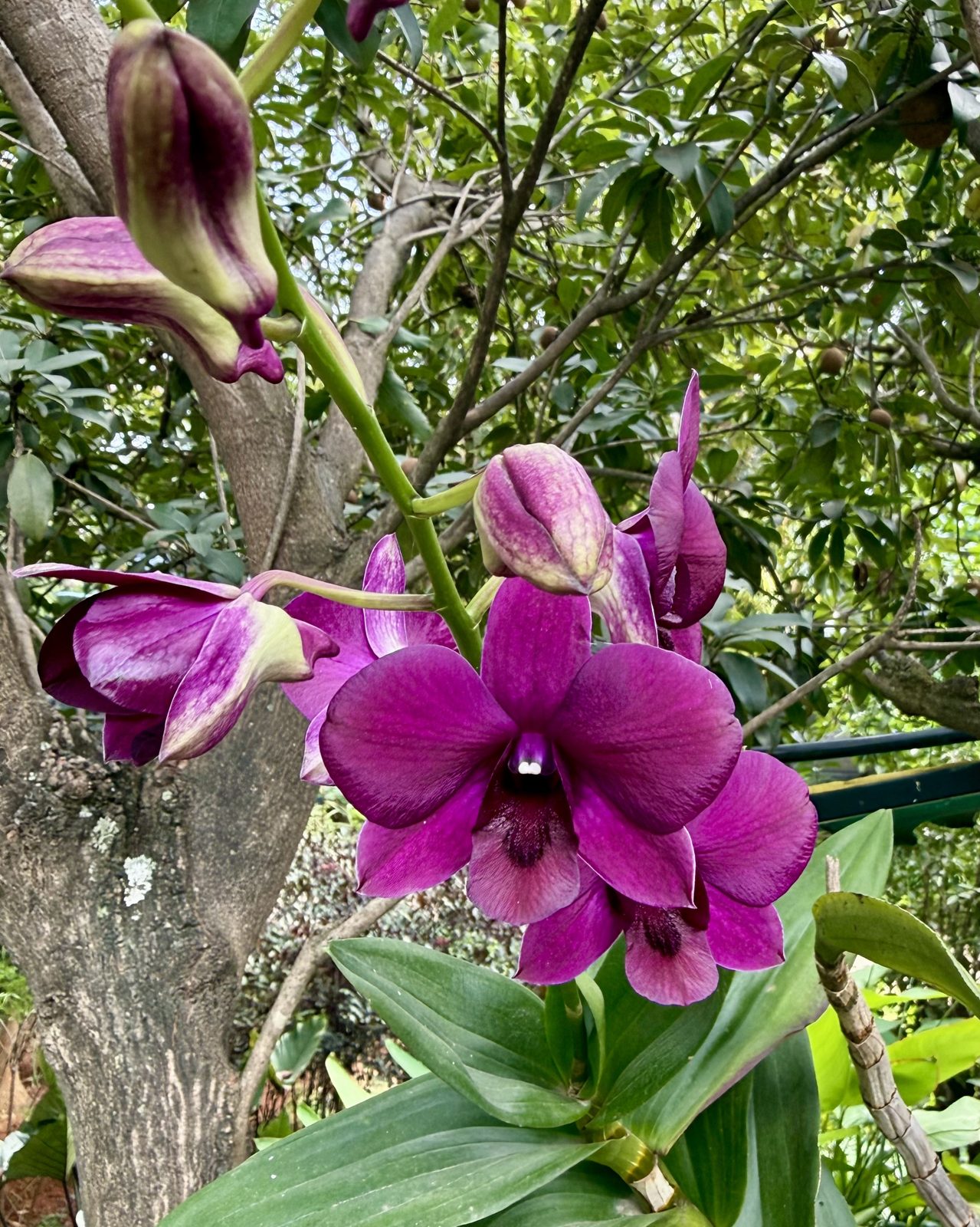 Orchids in flower on a host tree